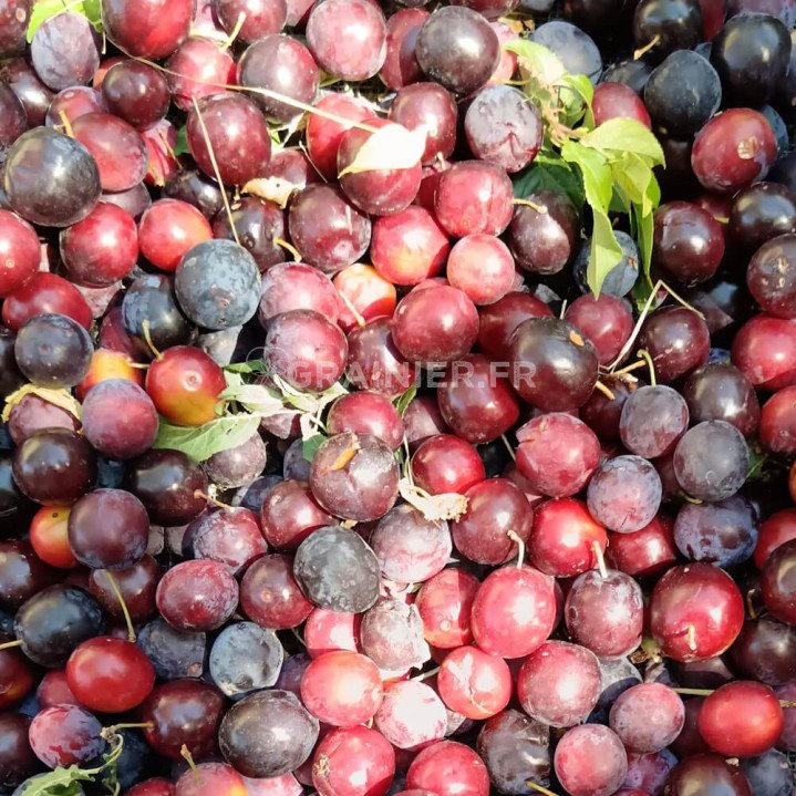 Prunier-cerise, Myrobolan, Prunus cerasifera image